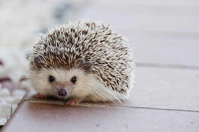 Pixie the spiny hedgehog